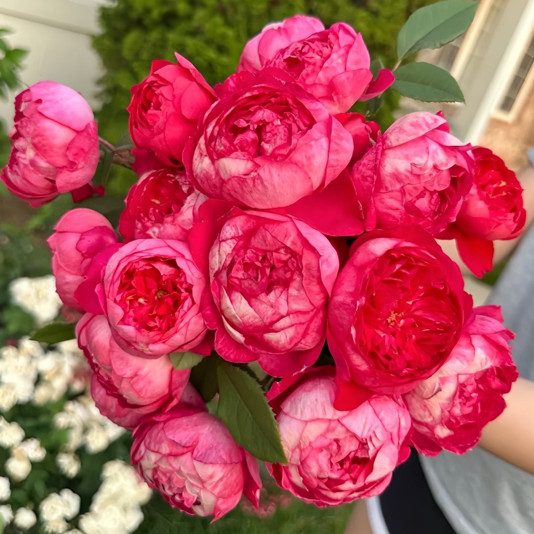 Benjamin Britten Rose Plant｜本杰明布里顿 image 0