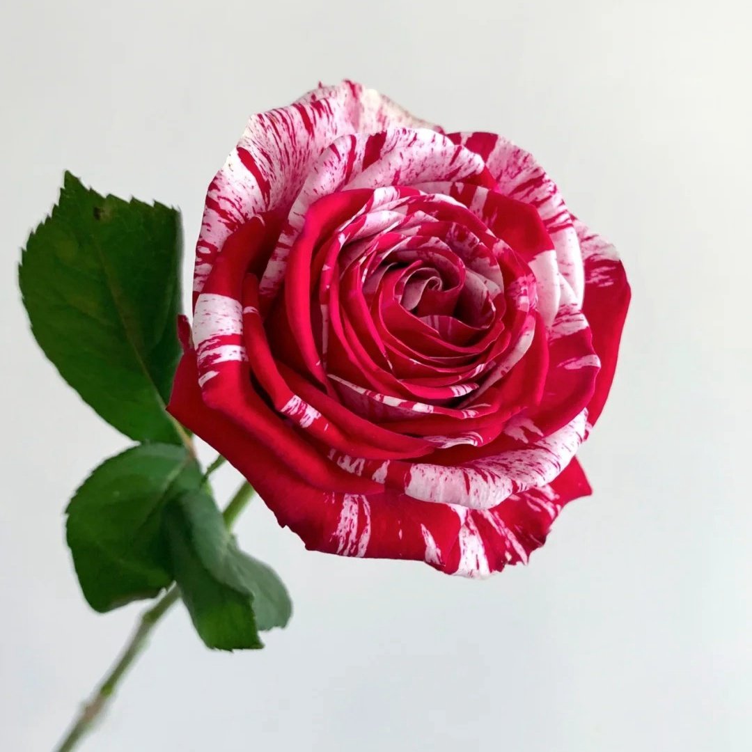 Aquarius Rose Plant | 水瓶座 image 5