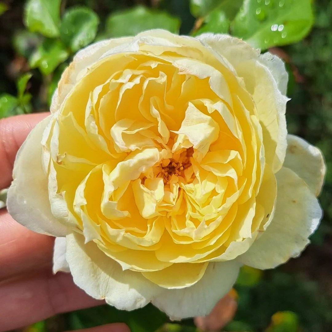 Charles Darwin Rose Plant | 查尔斯达尔文 image 6