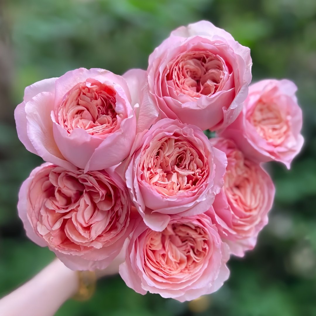 Salmanasar Rose Plant|萨尔曼莎 image 9