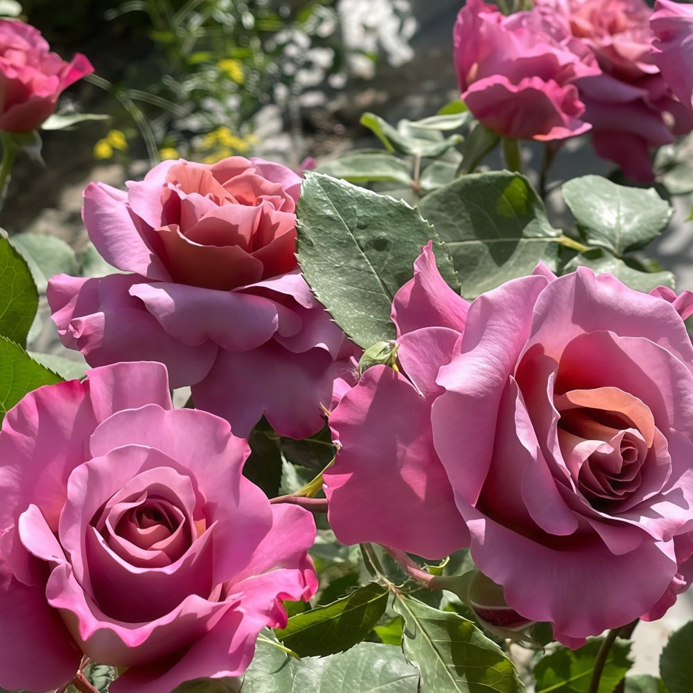 Drape Rose Plant｜帷幕 image 9