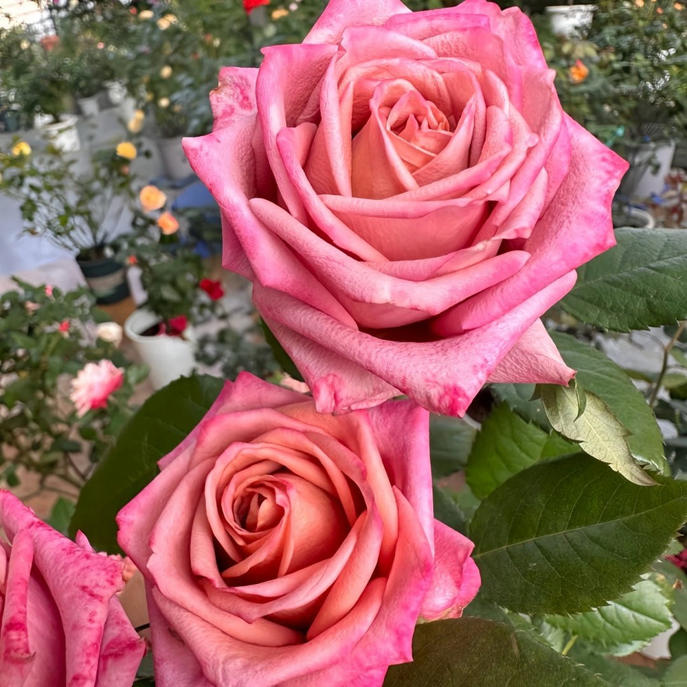 Barista Rose Plant ｜调香师 image 7