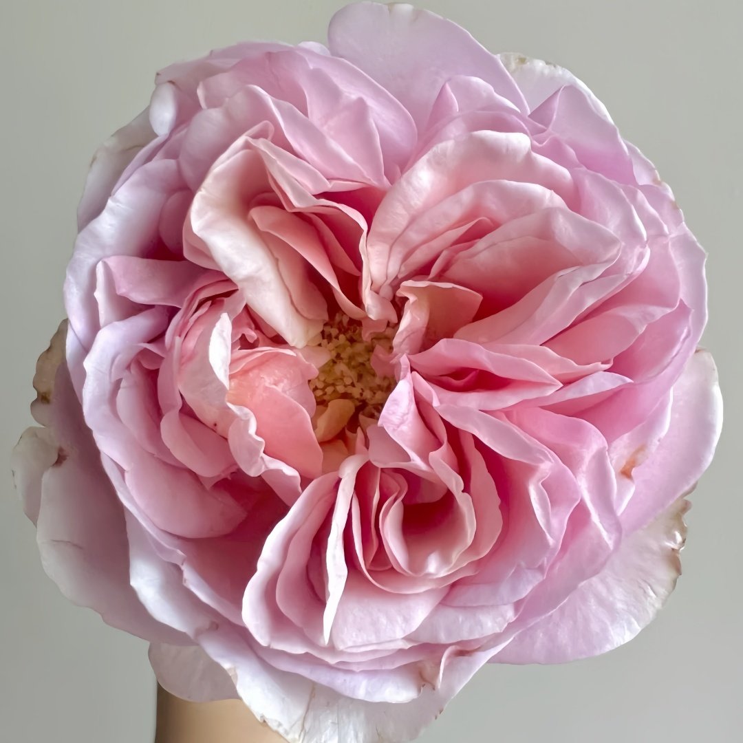 Chocolate Romantica Rose Plant｜浪漫巧克力 image 7