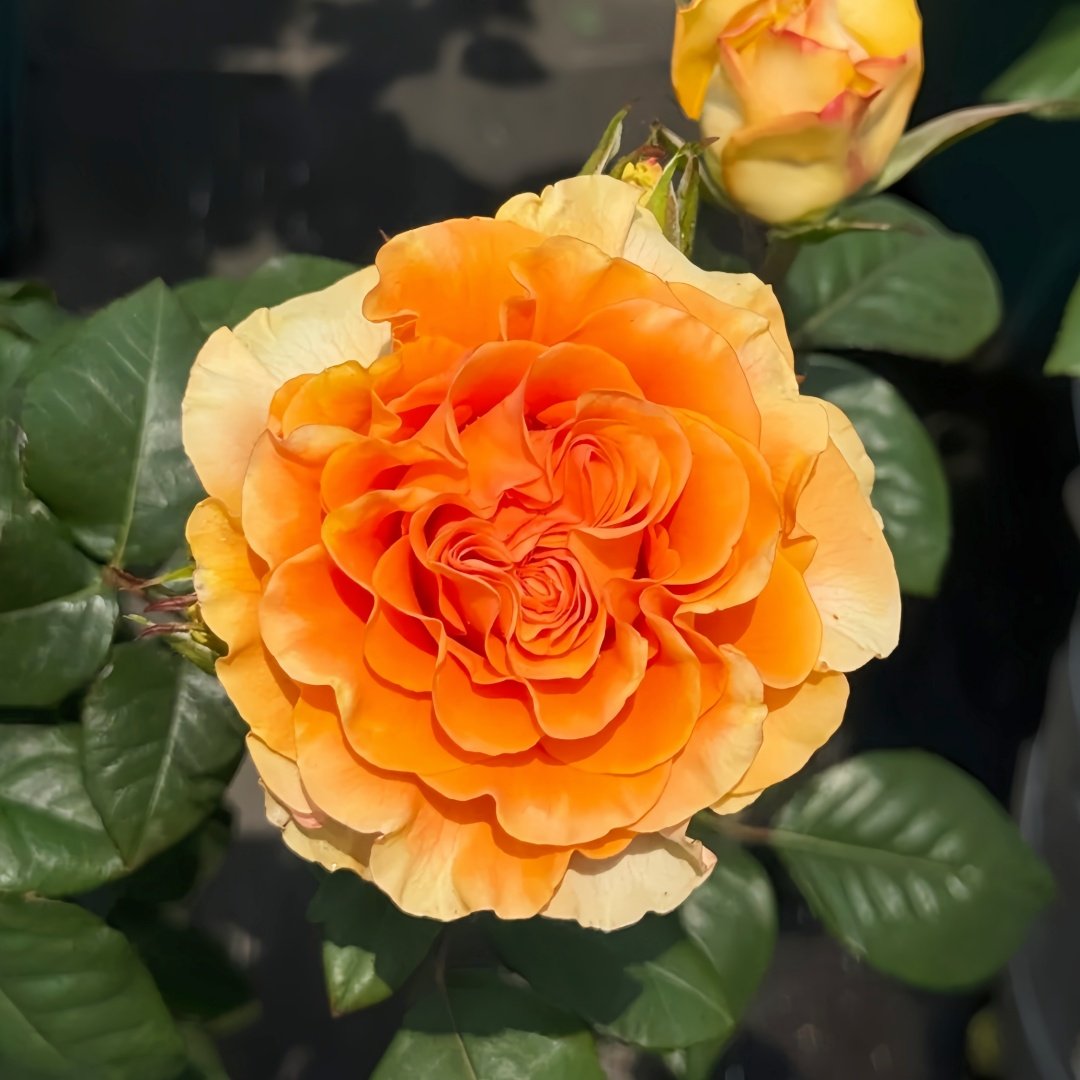 Mighty Rose Plant|甜橙 image 0
