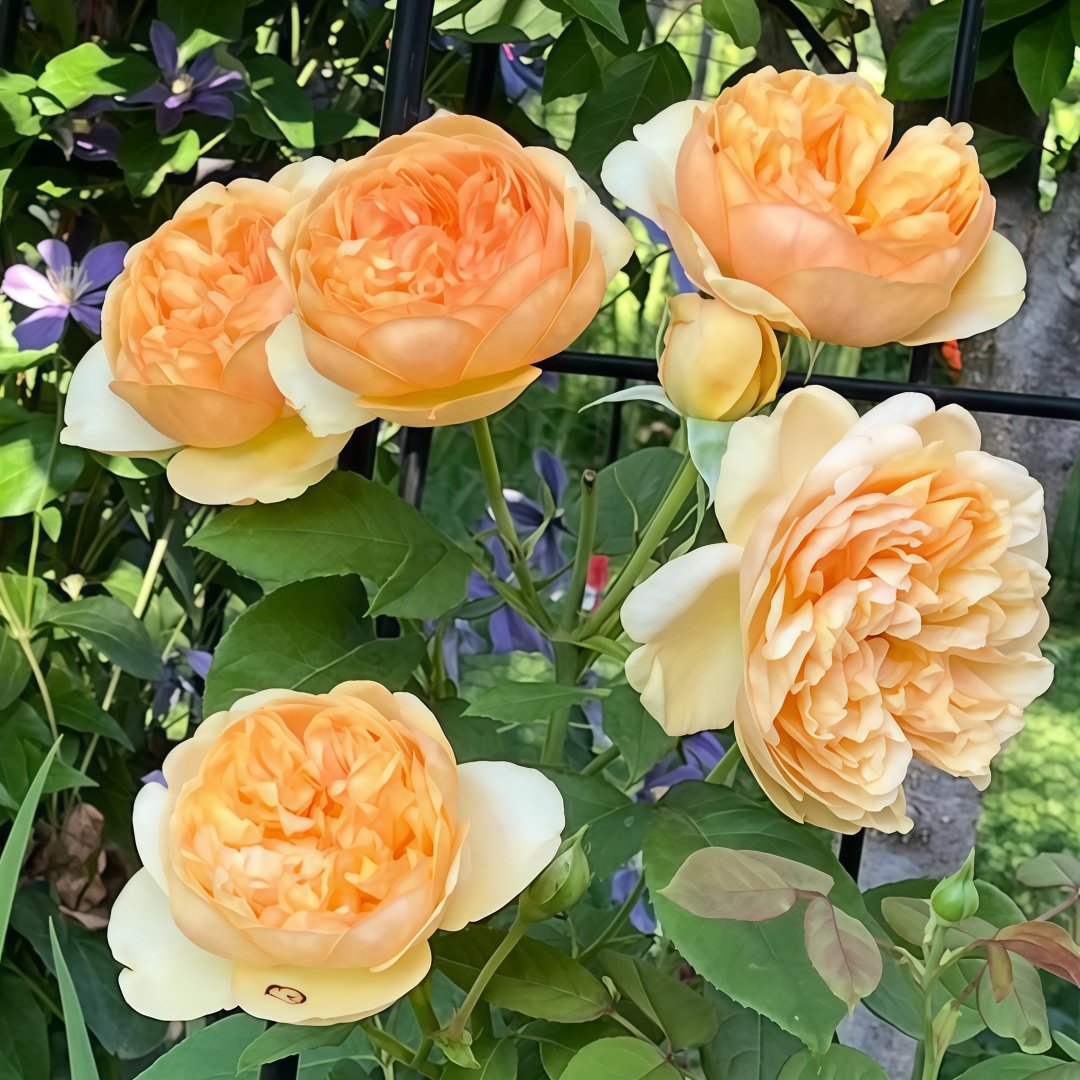 Bring me sunshine Rose Plant ｜阳光使者 image 4