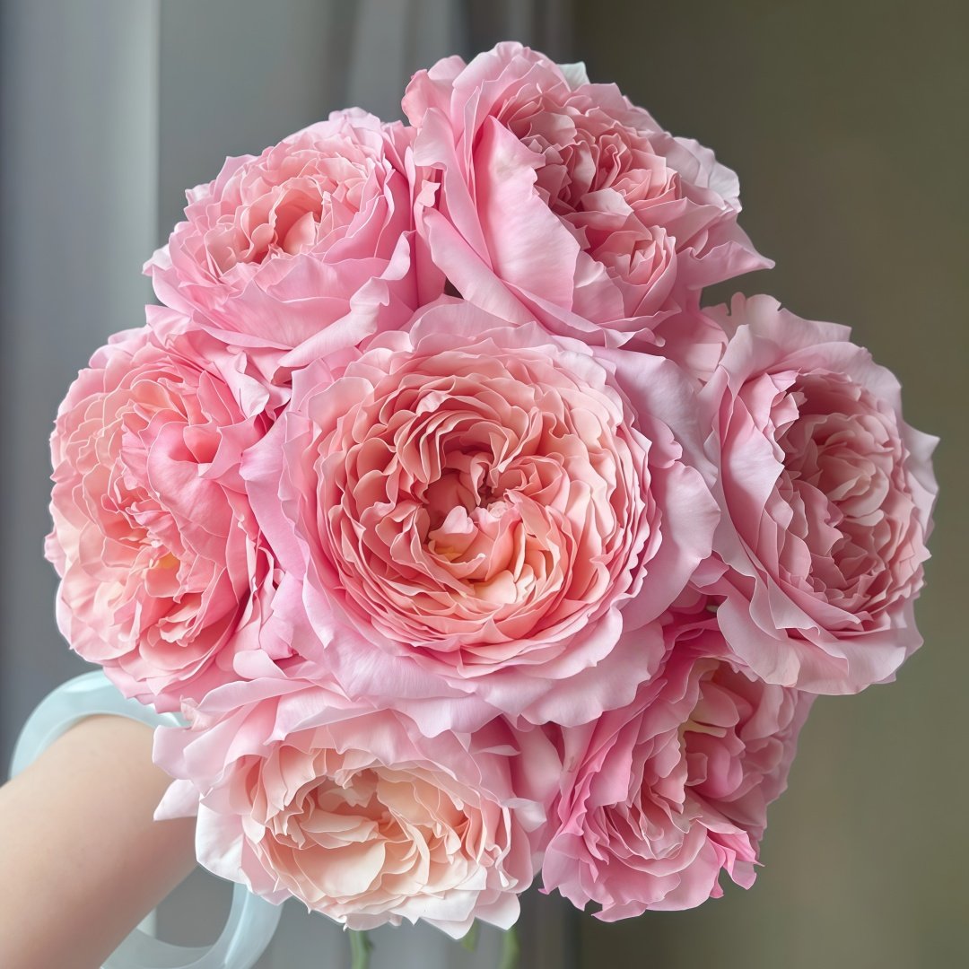 Julietta Rose Plant|朱莉叶塔 image 0
