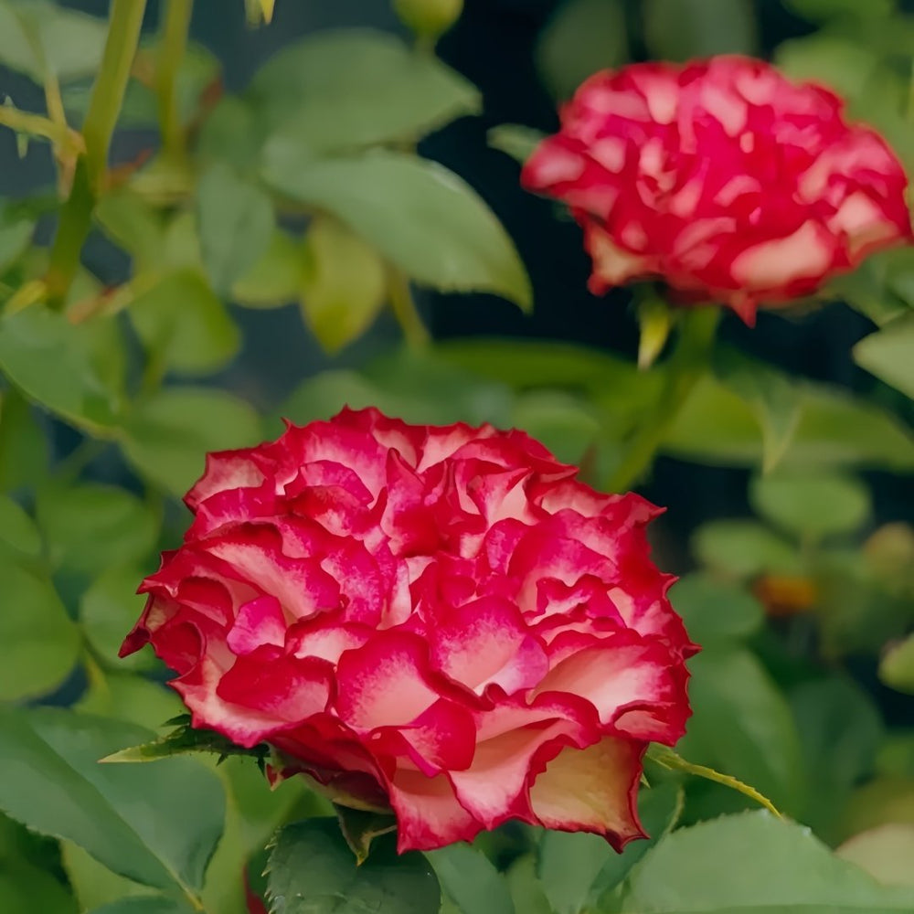 Absurda Rose Plant｜阿巴苏达/荒谬 image 6