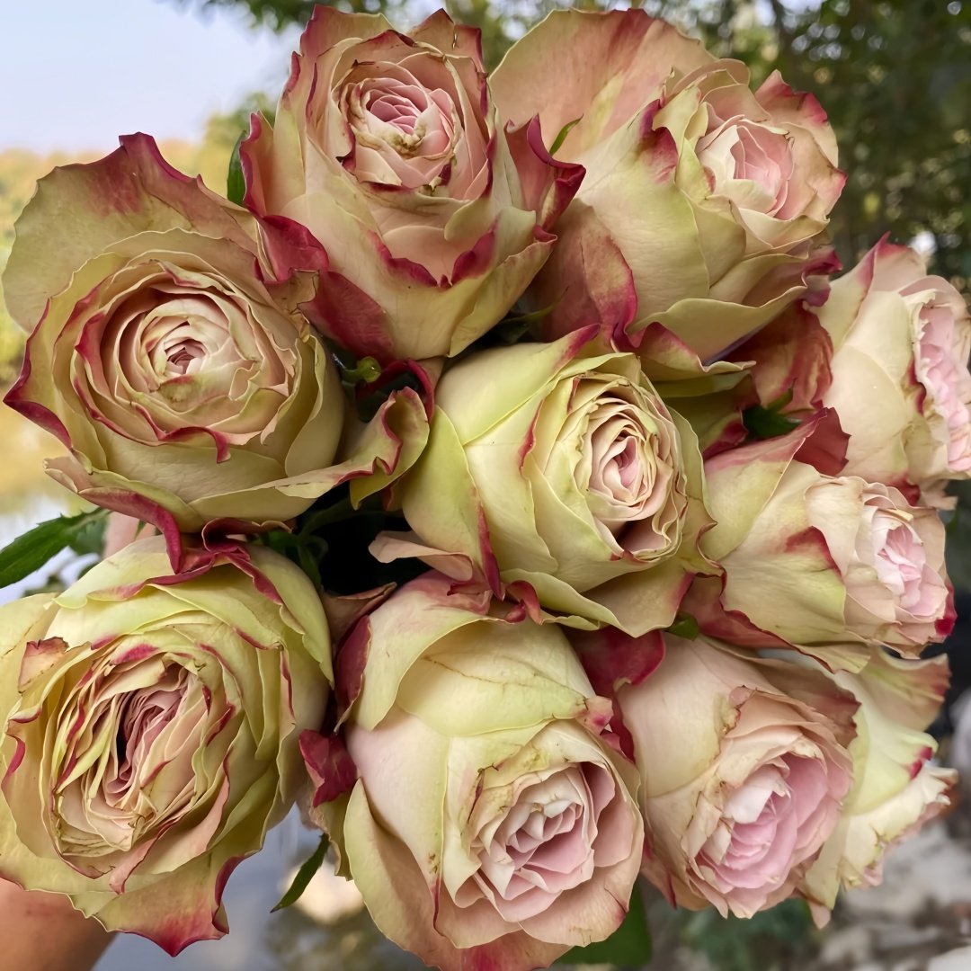 Upper Secret Rose Plant|上层秘密 image 8