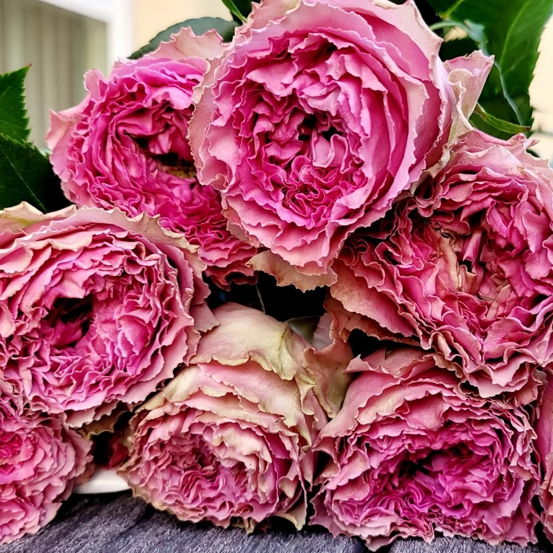 Wild Moments Rose Plant｜狂野时刻 image 3