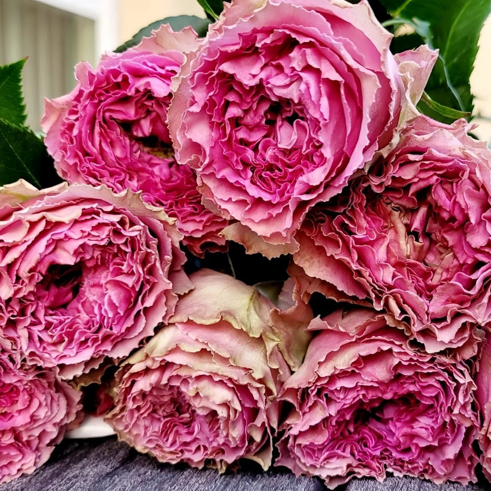 Wild Moments Rose Plant｜狂野时刻 image 3