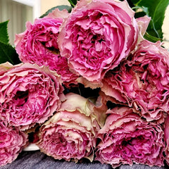 Wild Moments Rose Plant｜狂野时刻 image 3