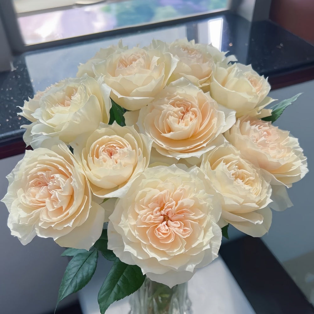 Opera Queen Rose Plant｜歌剧女皇 image 8