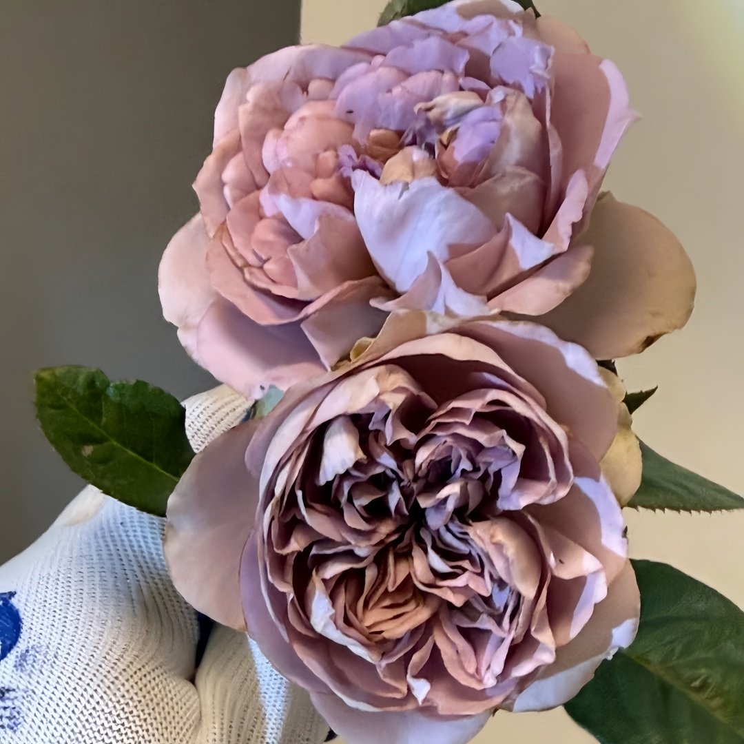 Villa Lila Rose Plant|莉拉别墅 image 4