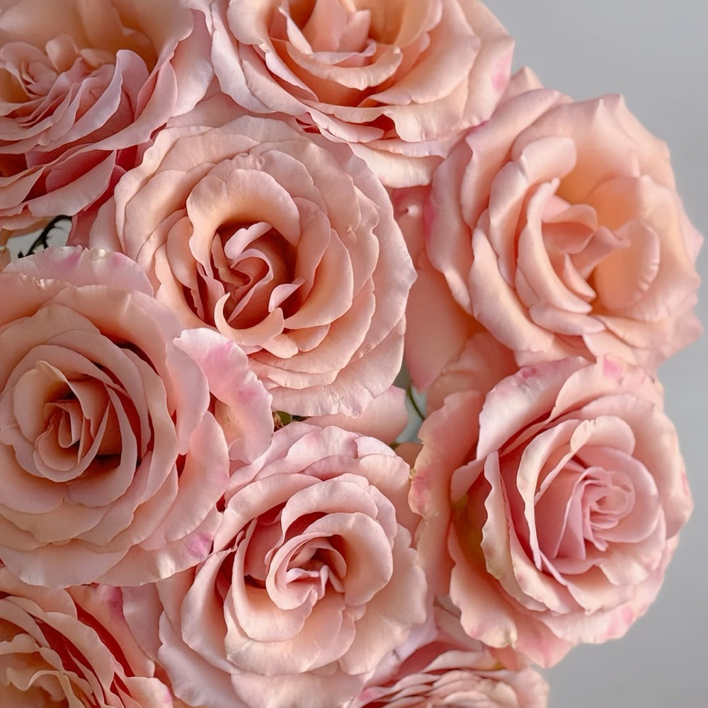 RP Moab Rose Plant | 莫泊 image 2