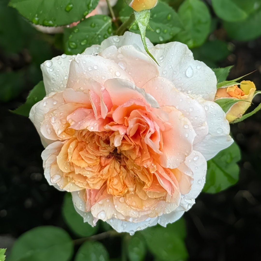 Versigny Rose Plant|维尔西尼 image 0