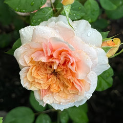 Versigny Rose Plant|维尔西尼 image 0