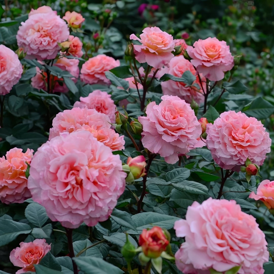 Augusta Luise Rose Plant| 奥古斯塔路易斯 image 6