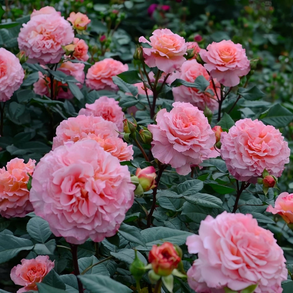 Augusta Luise Rose Plant| 奥古斯塔路易斯 image 6