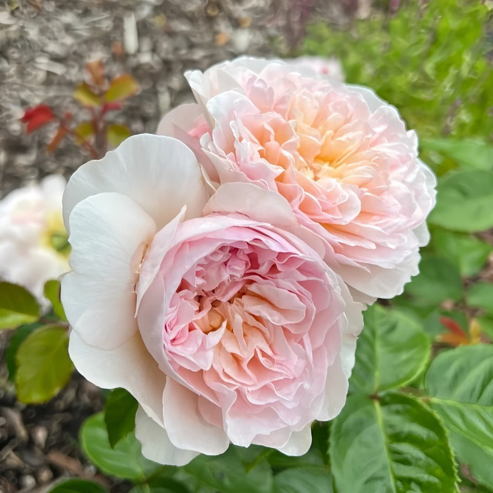 Emily Brontë Rose Plant｜艾米莉·勃朗特 image 2
