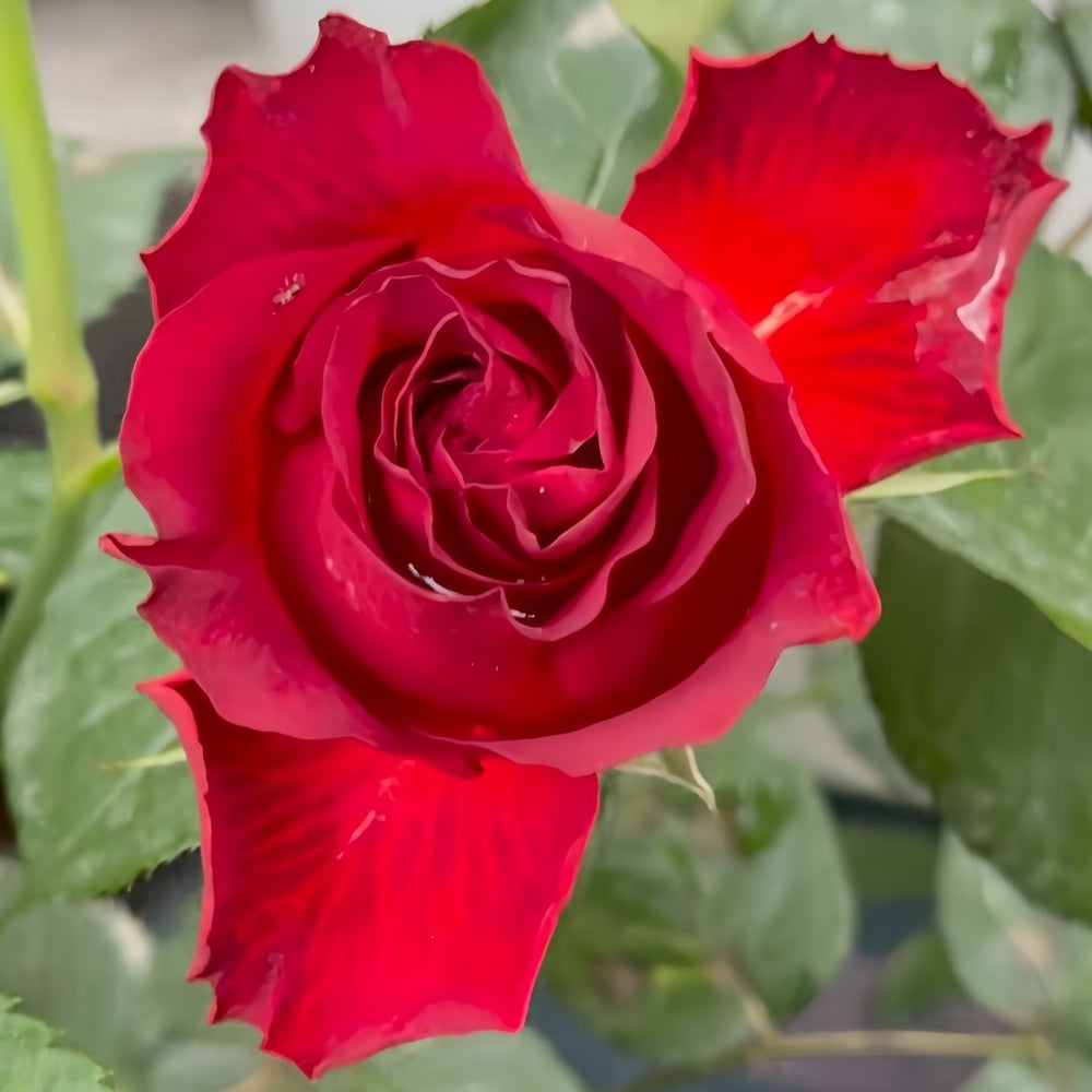Cola Rose Plant | 可乐 image 6