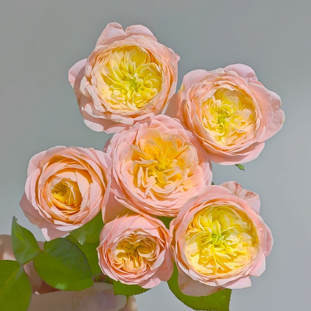 Wutongyue Rose Plant|梧桐月 image 4