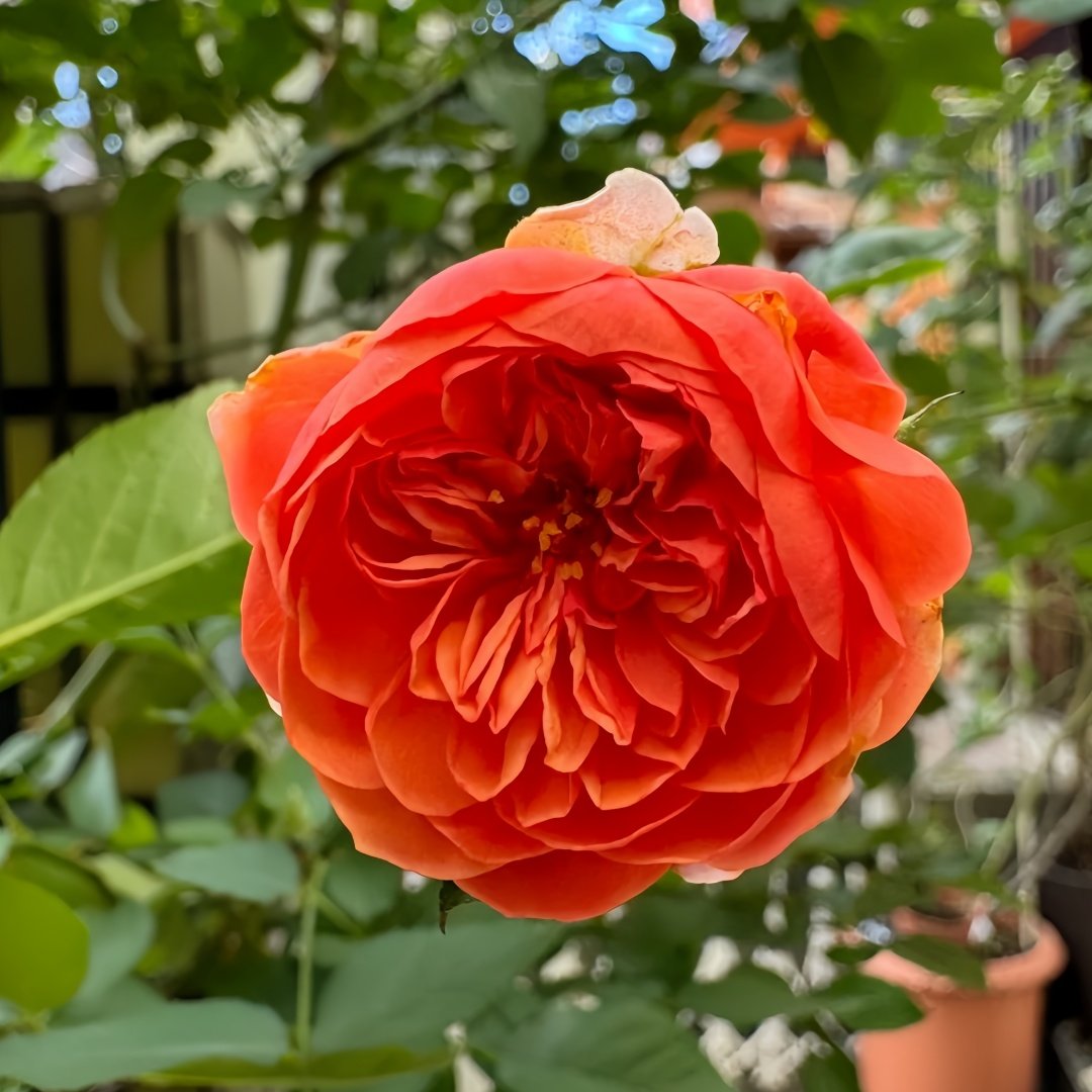 Silk Road Rose Plant|丝绸之路 image 5