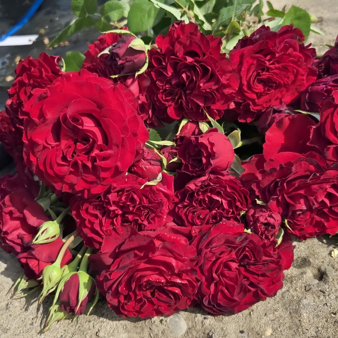 Black Pearl Rose Plant|黑珍珠 image 3