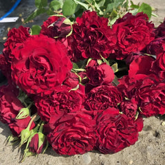 Black Pearl Rose Plant|黑珍珠 image 3
