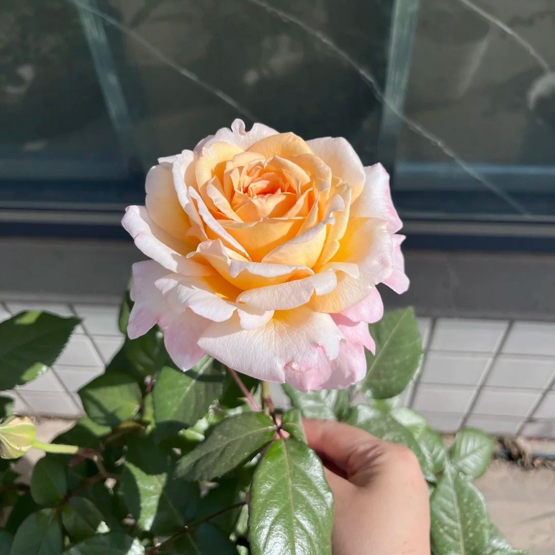 Grossherzogin Luise Rose Plant|大公夫人 image 5