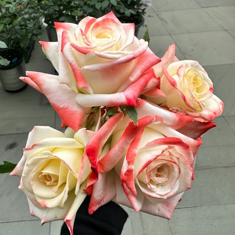 Imperatrice Farah Rose Plant | 法拉皇后 image 8