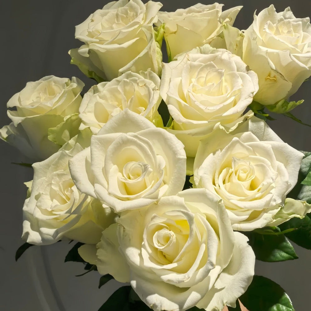 Albatross Rose Plant｜信天翁 image 4