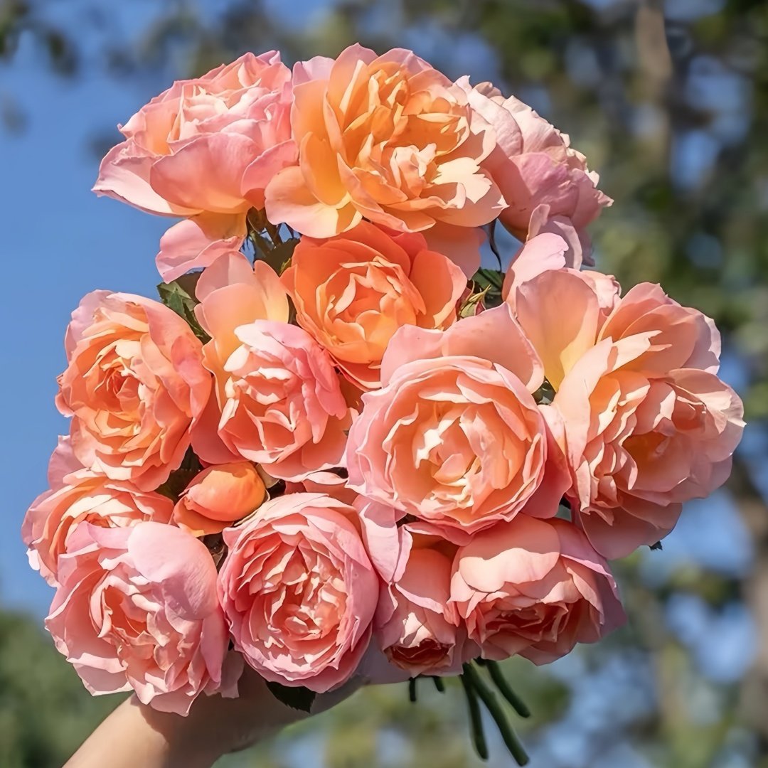 XingRang Rose Plant | 杏让 image 4