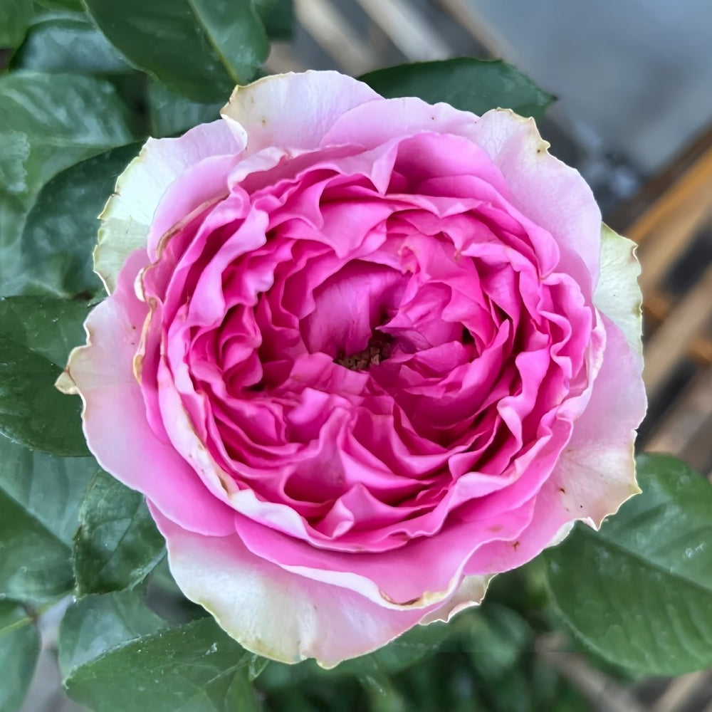 Wild Moments Rose Plant｜狂野时刻 image 2