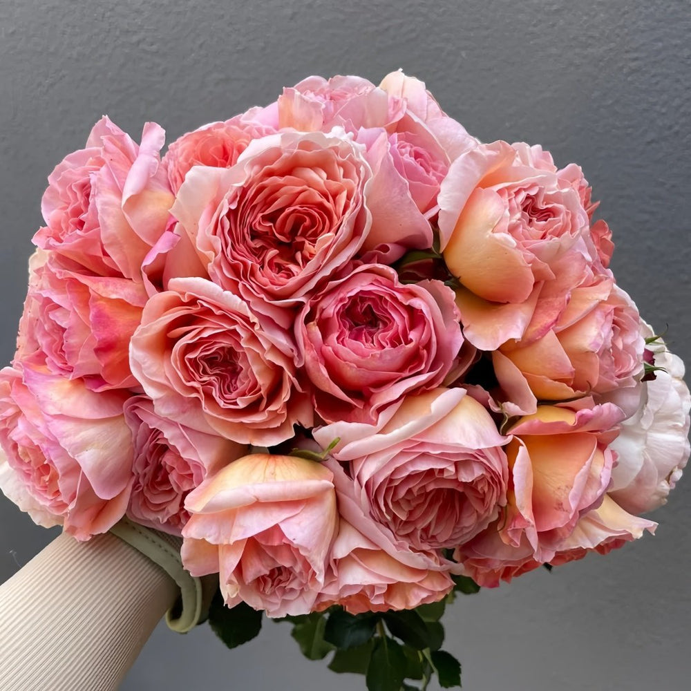 Abraham Darby Rose Plant | 亚伯拉罕·达比 image 7