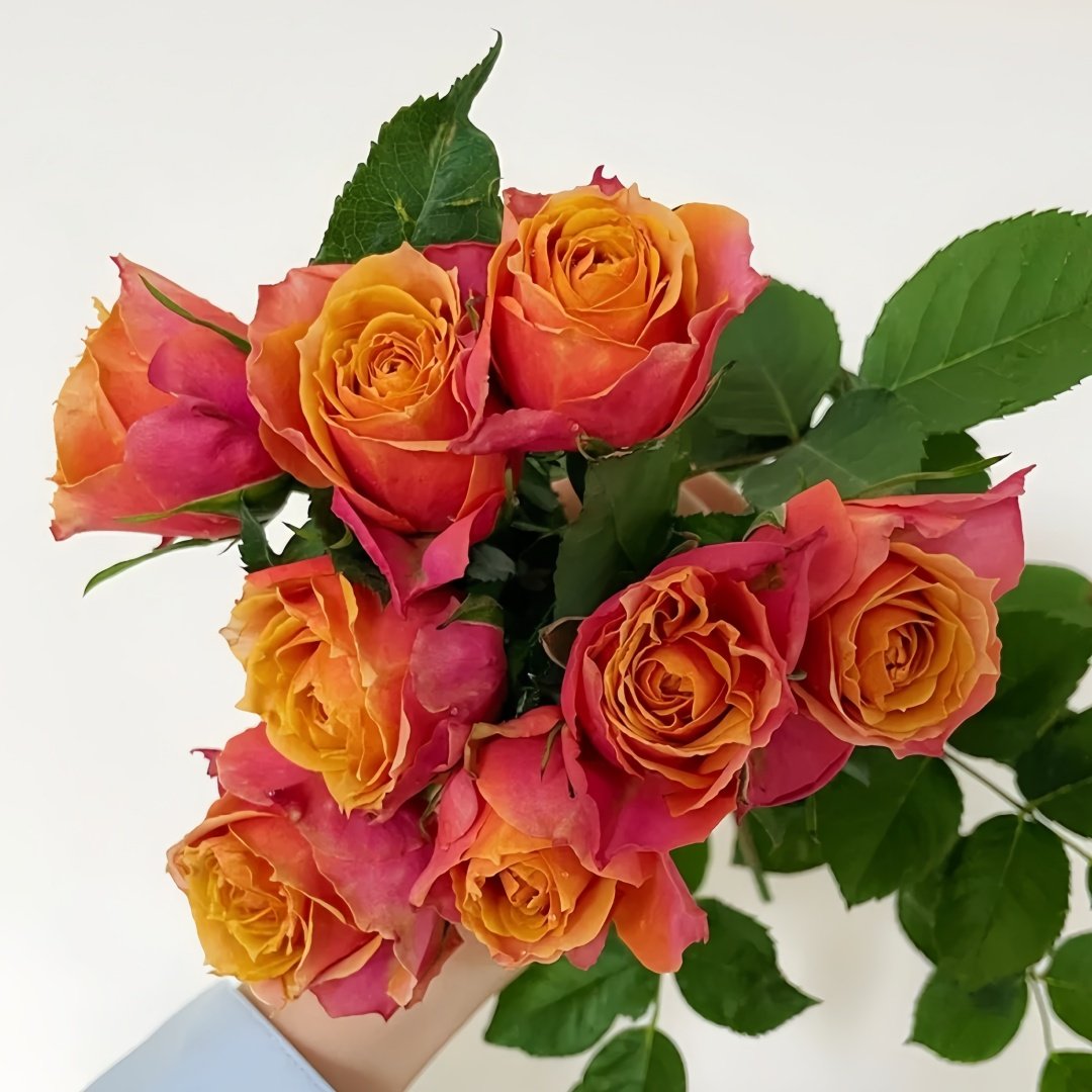 Rosa 'Naples Forever' Rose Plant｜永远的那不勒斯 image 2