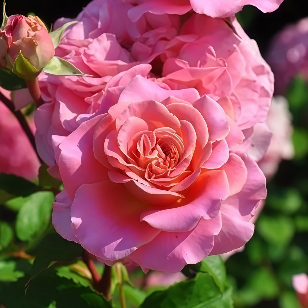 Ashley Rose Plant|艾希丽 image 9