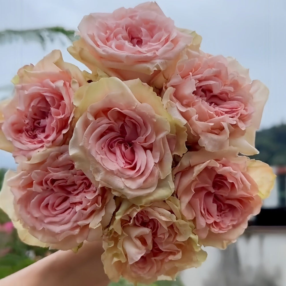 Art Nuvo Rose Plant|新艺术 image 5