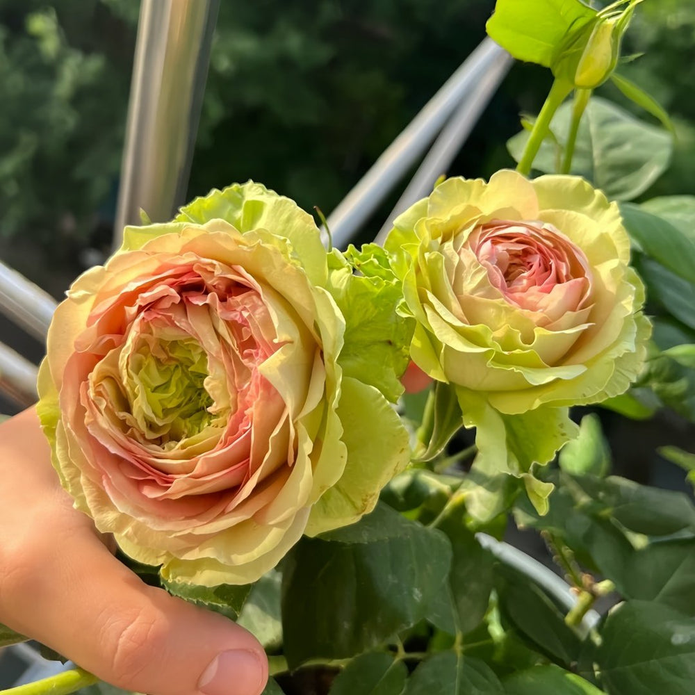 Green Planet Rose Plant｜绿色星球 image 2