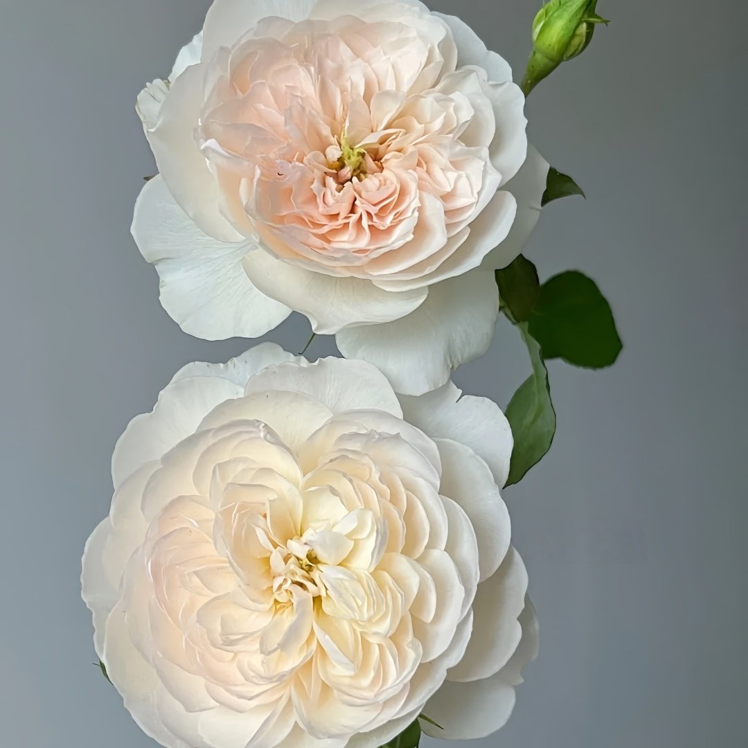 Queen of the Elves Rose Plant| 精灵女王 image 4