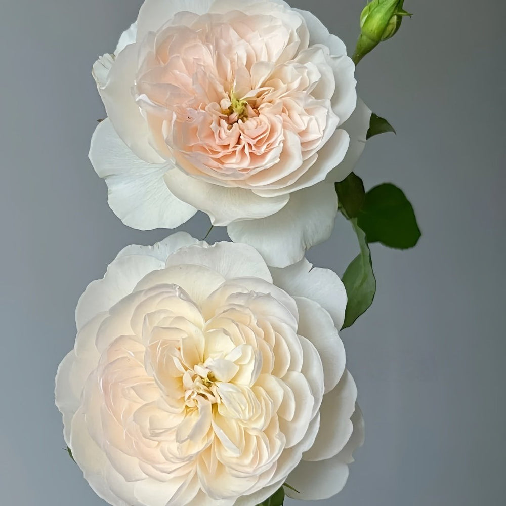 Queen of the Elves Rose Plant| 精灵女王 image 4