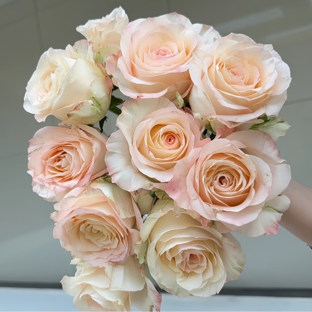 Hazel Rose Plant|赫兹 image 5