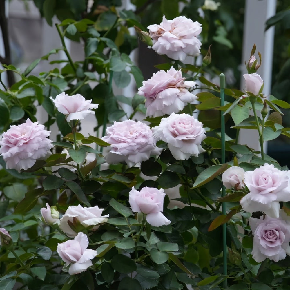 Madam Kayoko Rose Plant|紫色故事 image 8