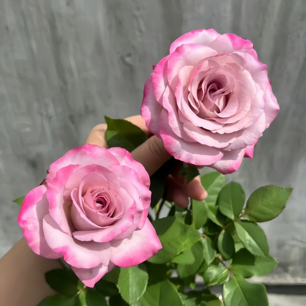 Glamorous Rose Plant ｜气场玫瑰 image 5