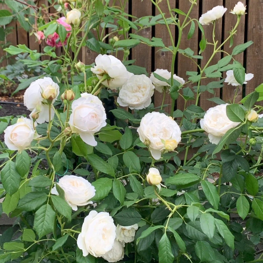 Claire Austin Rose Plant|克莱尔奥斯汀 image 6