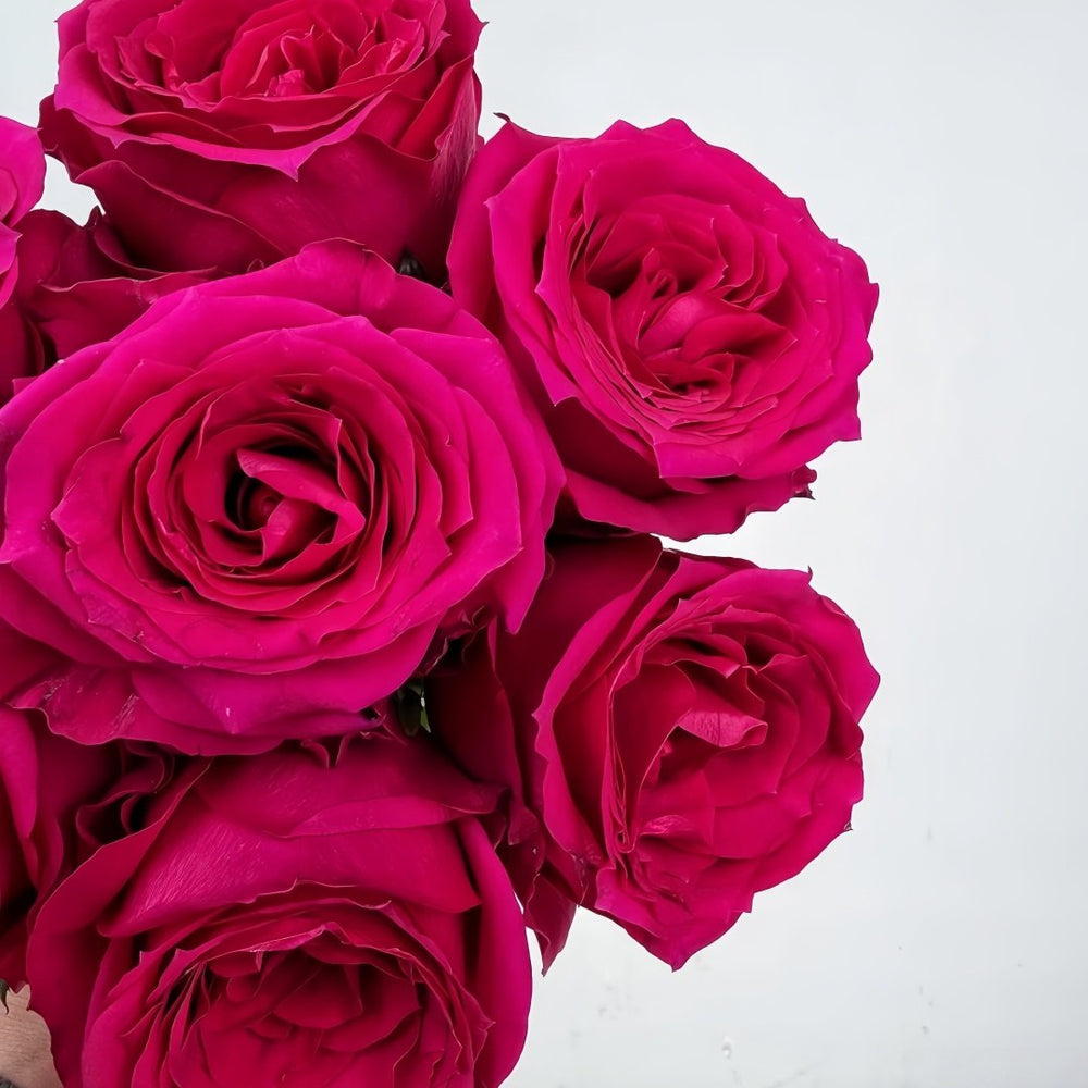 Good Vibes Rose Plant|好感觉/氛围感 image 6