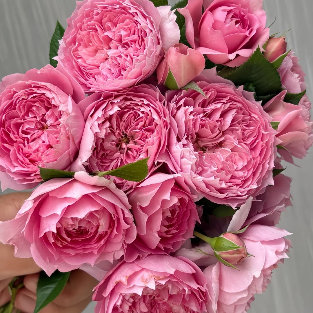 Prima Vista Rose Plant｜初见 image 9