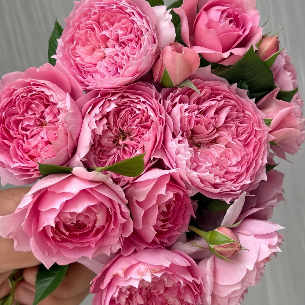 Prima Vista Rose Plant｜初见 image 9