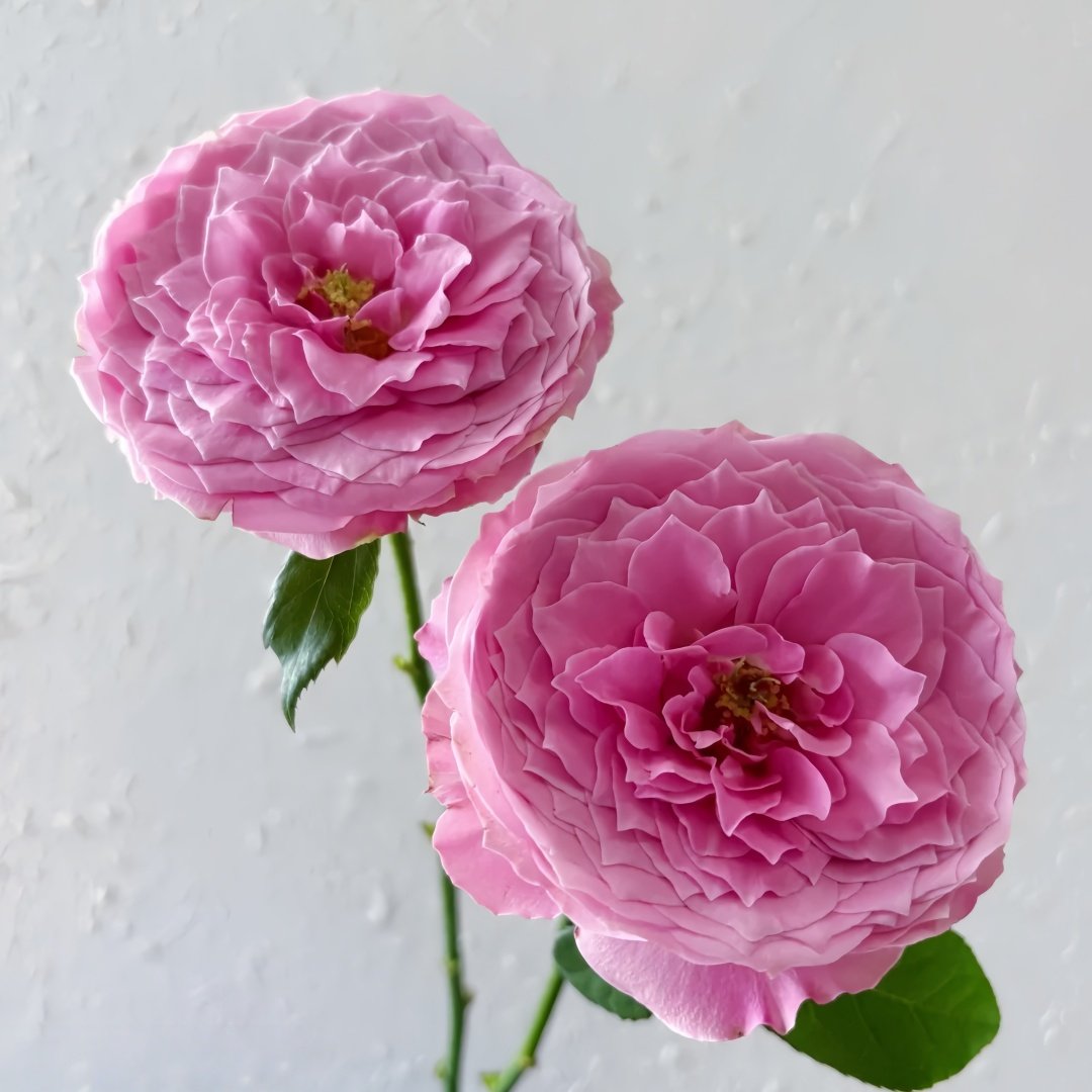 Peonikiss Rose Plant｜牡丹之吻 image 4