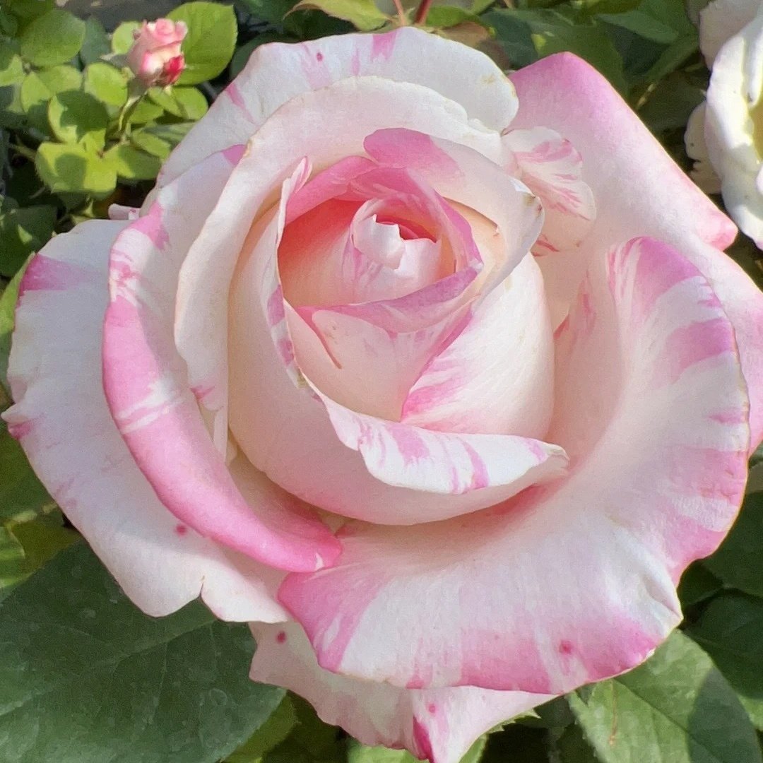 Nichang Rose Plant|霓裳 image 2