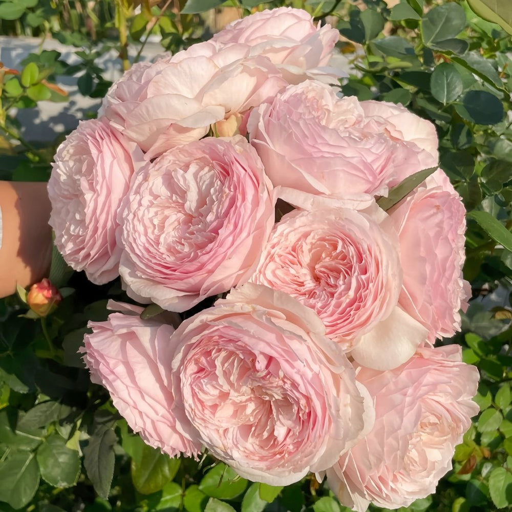Hiyori Rose Plant|日和 image 9